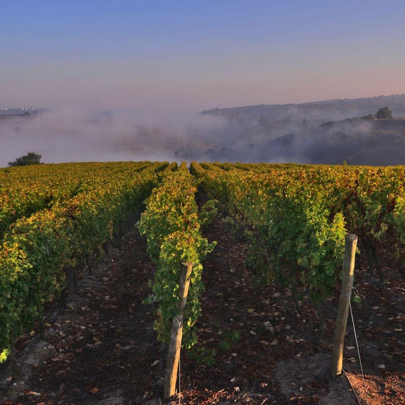 26.03.26 En kveld med med Chilenske viner - maks 10 personer